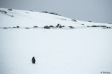 Adelie Penguins, Sandefjord Bay 11