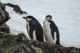 Chin Strap Penguins, Sandefjord Bay  8