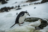Chin Strap Penguins, Sandefjord Bay  7