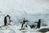 Chin Strap Penguins, Sandefjord Bay  6