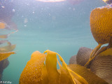 Kelp, Godthul Harbour  4