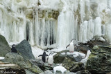 Chinstrap Penguin, Sandefjord Bay  1