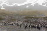 King Penguins, Right Whale Bay  1