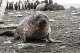 Elephant Seal Pup, Gold Harbor  10