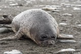 Elephant Seal Pup, Gold Harbor  9