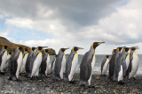 King Penguins, St. Andrews Bay  12