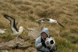 Black-browed Albatross, West Point Islands  41