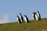 Gentoo Penguins, Carcass Island  9