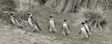 Magellantic Penguins, Carcass Island  2