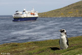 The Falkland Islands by Linda