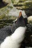 Rockhopper Penguins, Westpoint Island  12