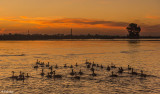 Canada Geese Sunset 9J