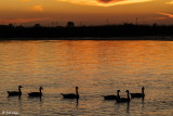 Canada Geese Sunset 8J