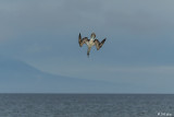 Blue-Footed Booby, North Seymour Island  3