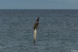 Blue-Footed Booby, North Seymour Island  2