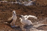 Blue-Footed Booby, North Seymour Island  1
