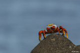 Sally Light-foot Crab, North Seymour Island  2