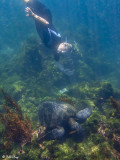 Green Sea Turtle, Fernandina Island  3