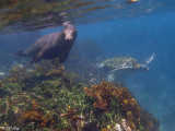 Sea Lion & Green Sea Turtle, Fernandina Island  1