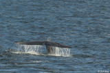 Blue Whale fluke, Isabela Island 1