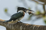 Green Kingfisher, Araras Lodge  1
