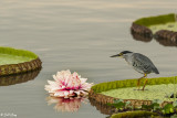 Striated Heron on Giant Lily, Porto Jofre 1