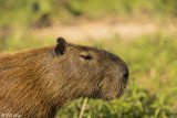 Capybara, Porto Jofre  1