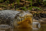 Vacare Caiman, Porto Jofre 1