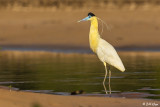 Capped Heron, Porto Jofre  1 