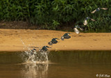 Green Kingfisher, Porto Jofre  3