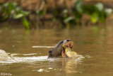 Giant Otters, Porto Jofre  1