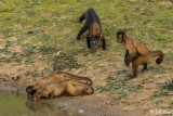 Hooded Capuchin Monkeys & Coati, Pousada Piuval  1