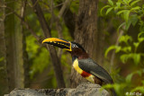 Aracari, Araras Lodge 1