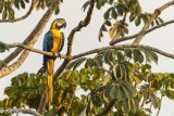 Blue & Yellow Macaw, Araras Lodge  1 