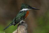 Green Kingfisher, Porto Jofre  6
