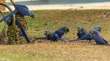 Hyacinth Macaws, Porto Jofre  2