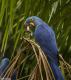 Hyacinth Macaws, Porto Jofre 4