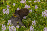 Capybara, Araras Lodge, 4
