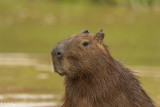 Capybara, Porto Jofre  9
