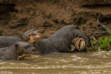 Giant Otters,  Porto Jofre  7