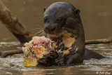 Giant Otter,  Porto Jofre  12