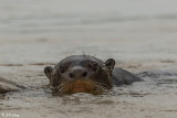 Giant Otter, Porto Jofre 14