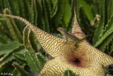 Cuban Brown Anole on Starfish Cactus  11