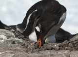 Gentoo Penguins, Port Lockroy  2