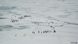 Adelie Penguins, Weddell Sea  5