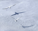 Snow Petrels, Weddell Sea  3