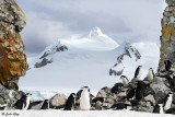 Chin Strap Penguins, Half Moon Island  10