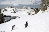 Chin Strap Penguins, Half Moon Island  9