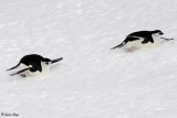 Chin Strap Penguins, Half Moon Island  8