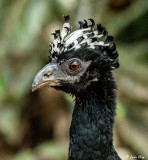 Bare-Faced Curassow, Araras Ecolodge  5